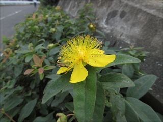 セイヨウキンシバイ